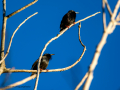 Estornino pinto - Sturnus vulgaris - Estornell comú