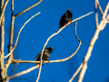 Estornino pinto - Sturnus vulgaris - Estornell comú