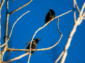 Estornino pinto - Sturnus vulgaris - Estornell comú