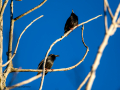 Estornino pinto - Sturnus vulgaris - Estornell comú