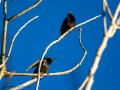 Estornino pinto - Sturnus vulgaris - Estornell comú