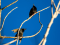 Estornino pinto - Sturnus vulgaris - Estornell comú