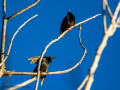 Estornino pinto - Sturnus vulgaris - Estornell comú