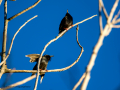 Estornino pinto - Sturnus vulgaris - Estornell comú