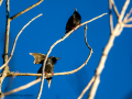 Estornino pinto - Sturnus vulgaris - Estornell comú