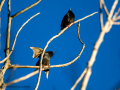 Estornino pinto - Sturnus vulgaris - Estornell comú