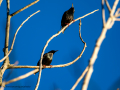 Estornino pinto - Sturnus vulgaris - Estornell comú