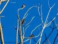 Estornino pinto - Sturnus vulgaris - Estornell comú