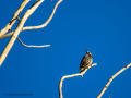 Estornino pinto - Sturnus vulgaris - Estornell comú