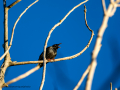 Estornino pinto - Sturnus vulgaris - Estornell comú