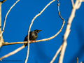 Estornino pinto - Sturnus vulgaris - Estornell comú