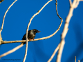 Estornino pinto - Sturnus vulgaris - Estornell comú
