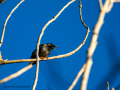 Estornino pinto - Sturnus vulgaris - Estornell comú