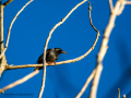 Estornino pinto - Sturnus vulgaris - Estornell comú