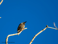 Estornino pinto - Sturnus vulgaris - Estornell comú