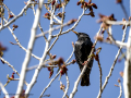 Estornino pinto - Sturnus vulgaris - Estornell vulgar