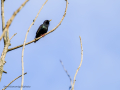 Estornino pinto - Sturnus vulgaris - Estornell vulgar