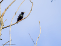 Estornino pinto - Sturnus vulgaris - Estornell vulgar