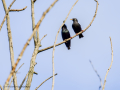 Estornino pinto - Sturnus vulgaris - Estornell vulgar