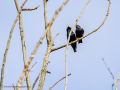 Estornino pinto - Sturnus vulgaris - Estornell vulgar