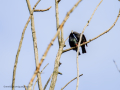 Estornino pinto - Sturnus vulgaris - Estornell vulgar