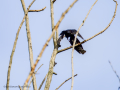 Estornino pinto - Sturnus vulgaris - Estornell vulgar
