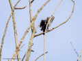 Estornino pinto - Sturnus vulgaris - Estornell vulgar