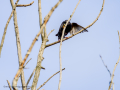 Estornino pinto - Sturnus vulgaris - Estornell vulgar