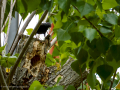 Estornino pinto - Sturnus vulgaris - Estornell vulgar