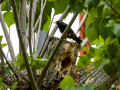 Estornino pinto - Sturnus vulgaris - Estornell vulgar