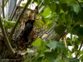 Estornino pinto - Sturnus vulgaris - Estornell vulgar