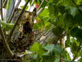Estornino pinto - Sturnus vulgaris - Estornell vulgar