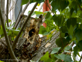 Estornino pinto - Sturnus vulgaris - Estornell vulgar