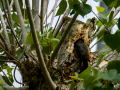 Estornino pinto - Sturnus vulgaris - Estornell vulgar