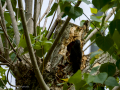 Estornino pinto - Sturnus vulgaris - Estornell vulgar