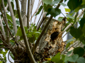 Estornino pinto - Sturnus vulgaris - Estornell vulgar