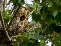 Estornino pinto - Sturnus vulgaris - Estornell vulgar