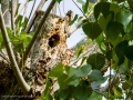 Estornino pinto - Sturnus vulgaris - Estornell vulgar
