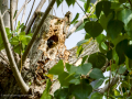 Estornino pinto - Sturnus vulgaris - Estornell vulgar