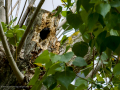 Estornino pinto - Sturnus vulgaris - Estornell vulgar