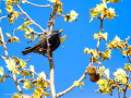 Estornino pinto - Sturnus vulgaris - Estornell vulgar