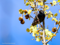 Estornino pinto - Sturnus vulgaris - Estornell vulgar