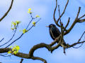 Estornino pinto - Sturnus vulgaris - Estornell vulgar