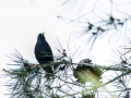 Estornino pinto - Sturnus vulgaris - Estornell vulgar