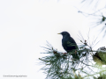 Estornino pinto - Sturnus vulgaris - Estornell vulgar