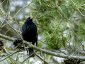 Estornino pinto - Sturnus vulgaris - Estornell vulgar