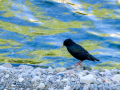 Estornino pinto - Sturnus vulgaris - Estornell vulgar