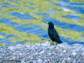 Estornino pinto - Sturnus vulgaris - Estornell vulgar