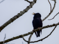 Estornino pinto - Sturnus vulgaris - Estornell vulgar