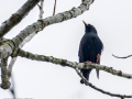 Estornino pinto - Sturnus vulgaris - Estornell vulgar